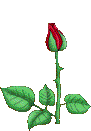 :rose